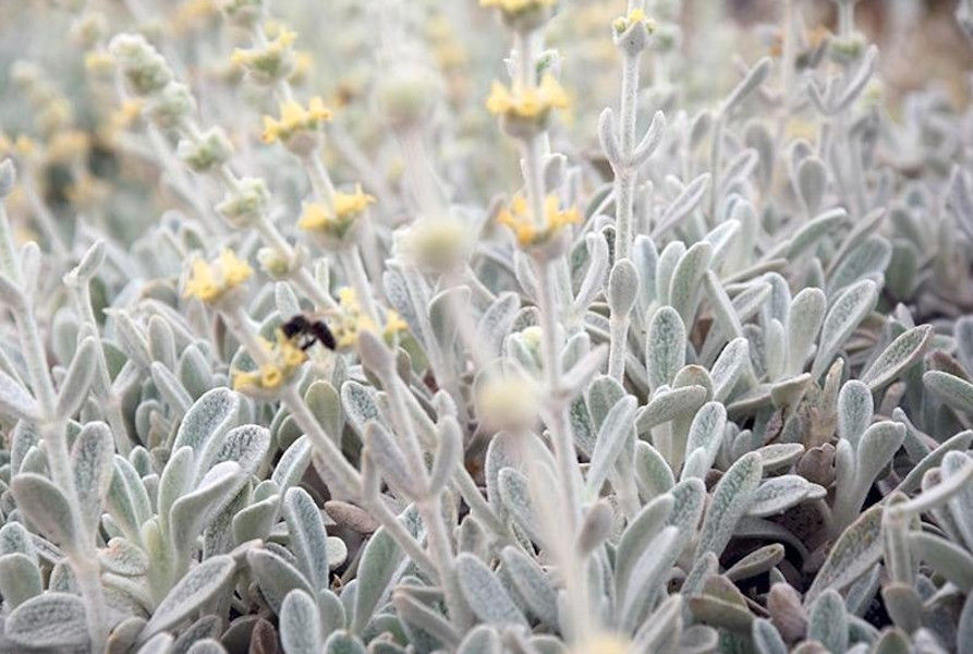 view up close of crops of Sideritis also known as mountain tea at 'Cretian Feast'